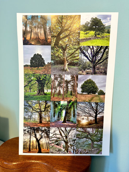 Trees Sticker Sheet