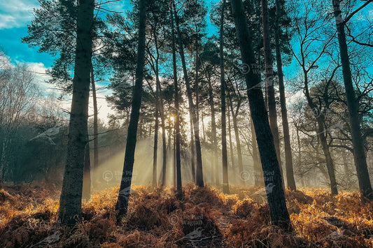 Harrison's Wood print