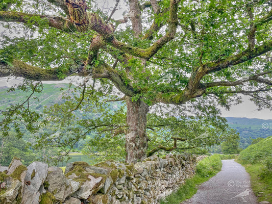 Lake District Tree print