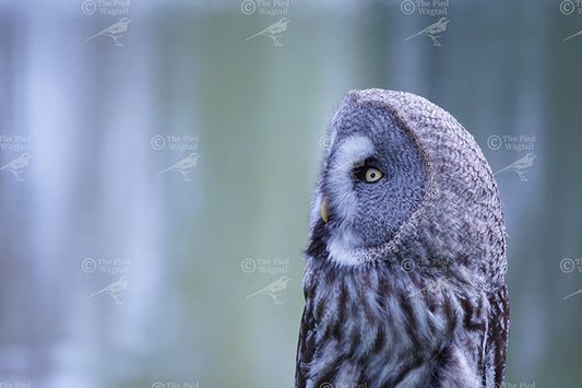 Owl Close Up print