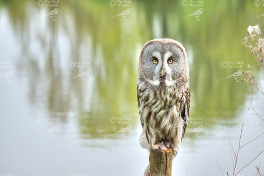 Owl on Post print