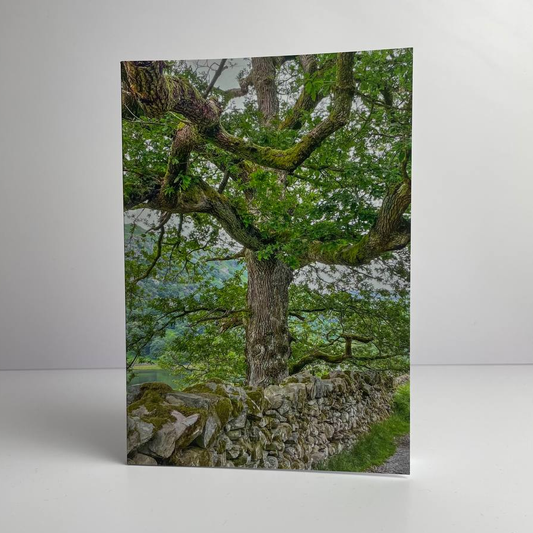 Lake District Tree A5 Softback Notebook